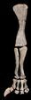 Mounted Diplodocus Front Leg - Awesome Display #35167-6